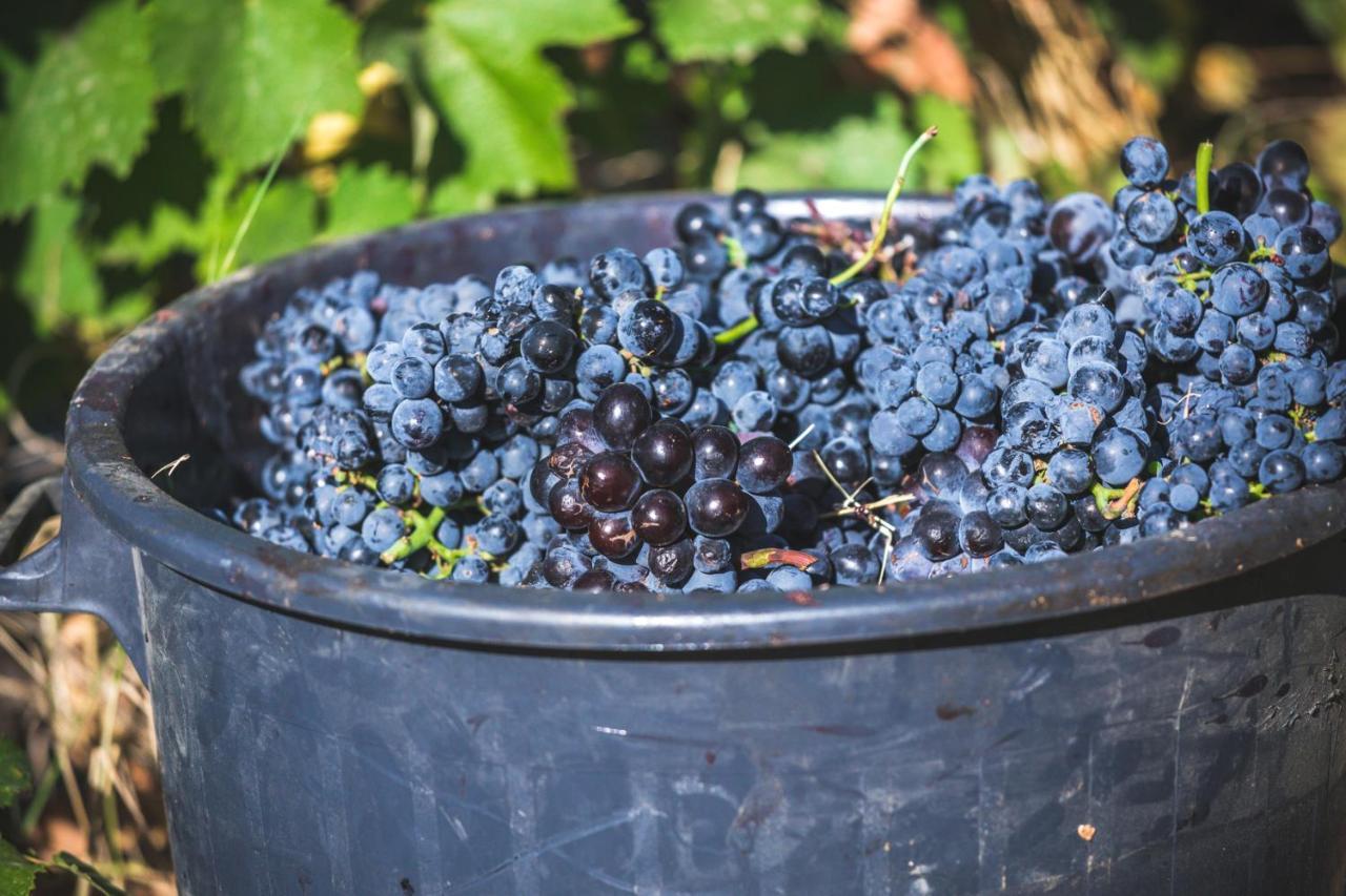 페소다레과 Quinta Do Valdalagea 게스트하우스 외부 사진